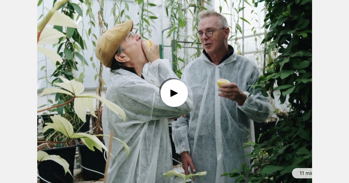 Universiteit Wageningen teelt zwarte peper in kassen