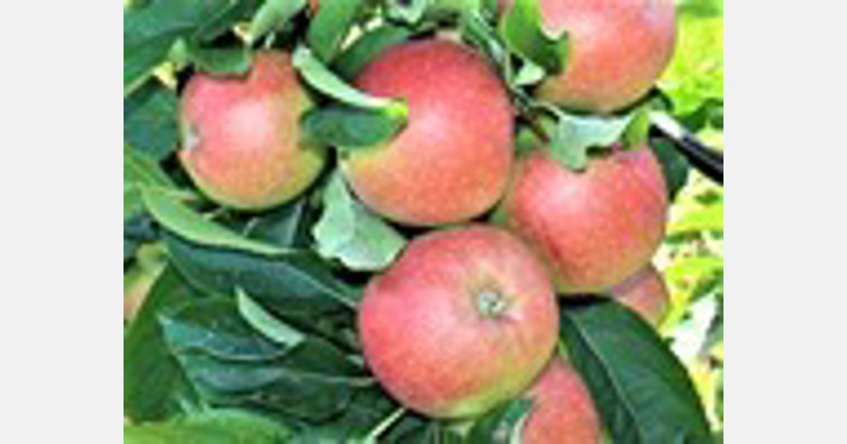 Россия: урожай яблок ожидается низким