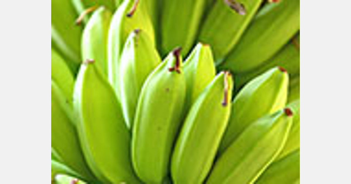 Nachhaltige Bananen aus Costa Rica für Edeka und WWF