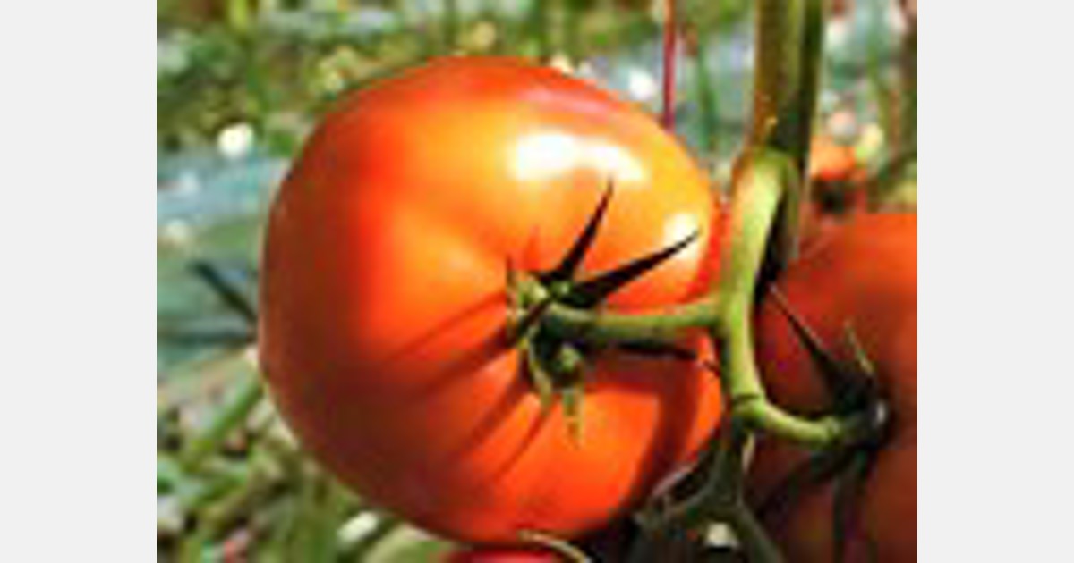 I coltivatori italiani e spagnoli hanno avuto un ruolo fondamentale nella storia del pomodoro di oggi