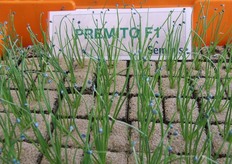 "Premito is het nieuwe ras van Seminis. "Een vroeg ras voor de bewaring tot maart", vertelt Lennert van Arenthals van Seminis."