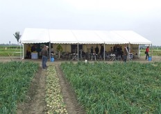 Het uienveld met de tent