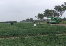 Het uienveld ligt er mooi bij.