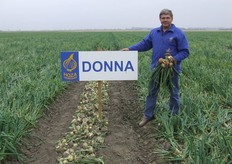 "Kees Hoogzand van Hoza toont trots het ras 'Donna'. "Een oud ras dat het goed doet op iedere grond", vertelt Kees. Ook het ras 'Julia' staat in Kerkwerve. "Het vroegste Rijnsburger ras in Nederland, alleen vorig jaar even niet", zegt Kees."