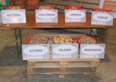 Rassen van HZPC uitgestald