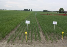 Barito en SV3557ND van Seminis