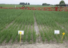 Centro en Paradiso van Hazera