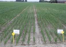 Firmo en Dormo van Hazera