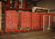 Uien klaar voor de afnemers