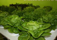 De toekomst voor de Aziatische groentetelers?