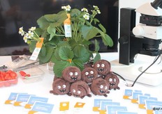 De genomineerden van de Fruit Logistica inovation Awards stonden dit jaar opgesteld op twee locaties. Er kon zowel gestemd worden in de overloop tussen de hallen 20 en 21 en in hal B van de CityCube. Onder de genomineerden de Ulti- Mite Swirski van Koppert Biological Systems (Nederland). Dit is een composteerbare zak, aangemeld voor een octrooi en ontwikkeld voor de biologische bestrijding van tripsen, die een kweekmedium voor de roofmijten Amblyseius swirskii bevat.