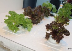 H2Hybrid van H2Hydroponics uit Spanje is een gepatenteerd groei- en irrigatiesysteem voor de veredeling van planten met de hydrocultuur, die door middel van zuurstofverrijking het waterverbruik tot 80% en het stroomverbruik tot 25 % vermindert.