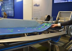 Nieuw in de stand bij Eillert is de groentewasser Wash 20. De wasser beschikt over een dubbele voortgangsschroef, waardoor het product naar het midden van de machine wordt gebracht en volledig ondergedompeld wordt. In het watersysteem is een bypass aangebracht waarmee de druk op de injectoren verminderd kan worden. Wanneer de bypass ingeschakeld wordt verminderd de voortstuwing, om dit te compenseren wordt bovenin de machine een extra voortstuwing ingeschakeld. De machine kenmerkt zich verder door een ronde afwerking, hierdoor is de machine beter schoon te maken. De machine is verder voorzien van een insectseparatiesysteem. De uitvoerband is geperforeerd en voorzien van een bandklopper, waardoor vocht verwijderd wordt en een kortere centrifugetijd nodig is. Ook is de band voorzien van een afzuigsysteem om water af te voeren. Op de foto ziet u hoe gemakkelijk de band schoon te maken is.