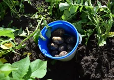 Deelnemers aan de reis konden hun eigen aardappelen oogsten