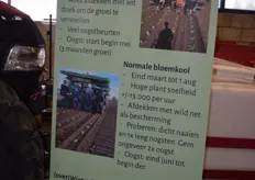 De 3-fases van bloemkool met potplanten (dure teelt), normale teelt en de risicovolle  (over)winterbloemkool