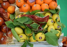 Nog frissere uitstraling van citroenen, in een kistje met blad. Ze zijn van Sarance Speciale uit Sicilië.