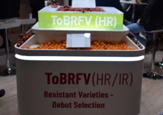 Het lukt meerdere veredelaars om tomatenrassen ToBRFV resistent te maken, zo ook Harmoniz