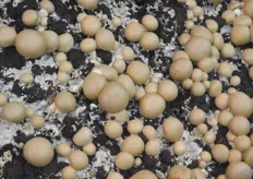 Een mooi voorbeeld van champignons die op speciale champignoncompost groeien.